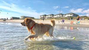 dog friendly getaway to atlantic beach