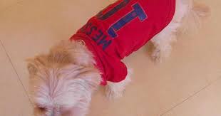 How old is messi dog. Messi Dog Jersey Promotions