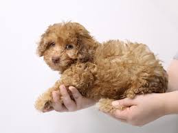 toy poodle dog male chocolate merle