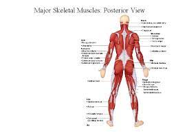 the muscular systemgross anatomy i over