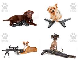 *** barkpost non ha opinioni riguardo alle armi da fuoco, ma non siamo mai a corto di opinioni sui cuccioli. Help Make The 2015 Puppies With Guns Calendar Happen The Firearm Blog