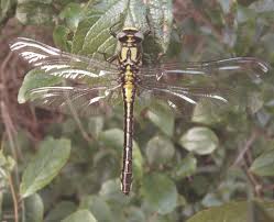 Dragonflies And Damselflies Field Studies Council