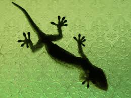 lizards indoors for pest control