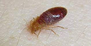 have bugs that look like bed bugs id them