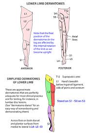 Instant Anatomy Diagram