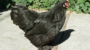 Maybe you would like to learn more about one of these? Crowing Hen How To Get Her To Stop Hanbury House