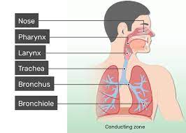 Lower respiratory tract infections differ from upper respiratory tract infections by the area of the respiratory tract they affect. Respiratory System Anatomy Major Zones Divisions