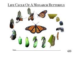 Monarch Butterfly Worksheets Teaching Resources Tpt