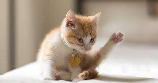 Explore and share the latest kitten pictures, gifs, memes, images, and photos on imgur. Don T Fall For Fake Mews Get The Fun Facts About Fostering Kittens Aspca