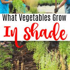What Vegetables Grow In Shade No Sun
