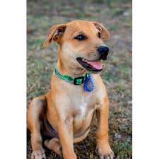 He is extremely intelligent, alert, and eager with unlimited energy. Danny Kelpie X American Staffy On Trial 17 4 19 Medium Male American Staffordshire Terrier X Kelpie Mix Dog In Nsw Petrescue