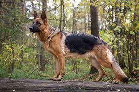 German shepherd dog information including pictures, training, behavior, and care of german. German Shepherd Dog Breed Information Characteristics Daily Paws