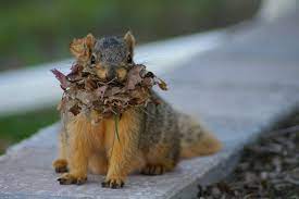 all about fox squirrels and gray squirrels