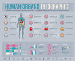 Human Organs Infographic Set With Internal Body Parts