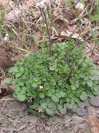 Weeds that can indicate poorly draining soil, such as clay, include common chickweed and crabgrass. A Guide To Names Of Weeds With Pictures Dengarden