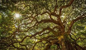 the history of charleston s angel oak tree