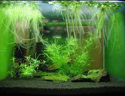 Green Dust Algae From Fish Tank Glass