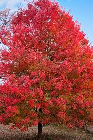 sun valley red maple tree free