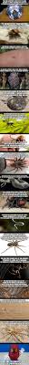 Find out truthful information about camel spiders. Facts You Don T Need To Know But I M Telling You Anyway Part 3 5 The Nope Edition 9gag