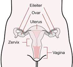Der weibliche körper unterscheidet sich deutlich von den männlichen äquivalent. Muttermund