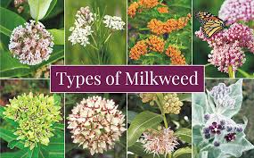 types of milkweed garden gate
