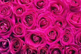 photo of pink roses background