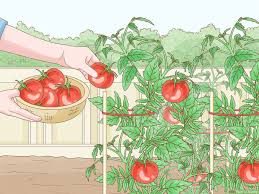 how to garden with pictures wikihow