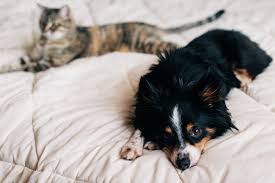 why dogs are better than cats