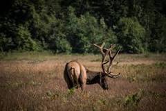 Are elk aggressive?