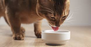 So, you should keep your furry friend as far away from baked beans as possible. Can Cats Eat Beans Your Questions Answered By The Happy Cat Site