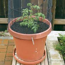 How To Grow Tomatoes In Containers
