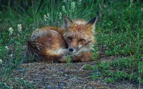 Red Fox Archives Yukon Wildlife Preserve