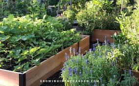 Raised Bed Garden Design Tips Growing