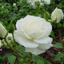 polyanthus rose snow princess 13 99