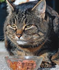 the best homemade cat food recipes for