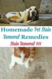 home pet remedy removal stain recipes