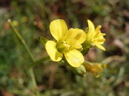 Diplotaxis (plant) - Wikipedia
