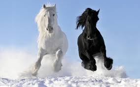 1600 horse hd wallpapers and backgrounds