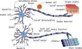 Jaringan saraf pada hewan dan penjelasannya). Sistem Saraf Pada Manusia Febrinur