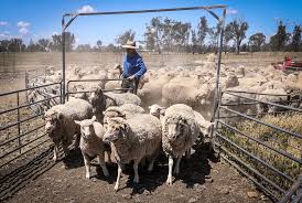australia s sheep farmers in crisis as