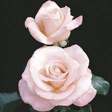 new zealand hybrid tea rose