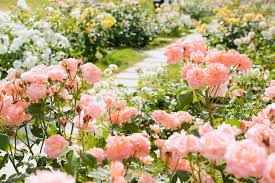 Picking Roses For Your Home Rose Garden