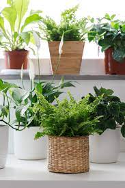 House Plants 2020 For Indian Homes