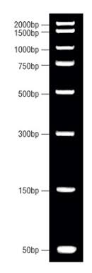 dna molecular weight marker with dye