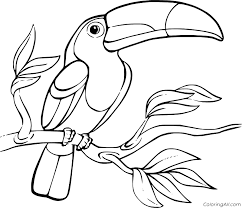 Animal and bird drawings / coloring pages. Toucan Coloring Pages Coloringall