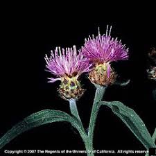 Centaurea nigra (black knapweed): Go Botany