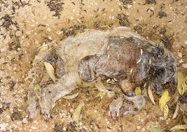 Résultat de recherche d'images pour "ANIMAL FLESH DEAD DECOMPOSITION"