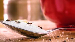 get rid of ants