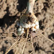 Learn all about the different types of flower bulbs that vary mainly in its fleshy, underground storage structure in order to differentiate one from the other. Corm Identification Understanding And Growing Corms In The Garden