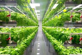 shipping container hydroponics